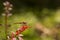 Gold Dragonfly On Barberry Leaf