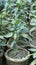 Gold dust croton plants in garden center