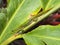 Gold Dust Day Gecko Close Up Profile on Leaf in Hawaii