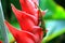 Gold dust day gecko on Heliconia flower