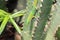 Gold Dust Day Gecko - Phelsuma Laticauda