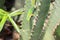 Gold Dust Day Gecko - Phelsuma Laticauda