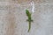 Gold Dust Day Gecko - Phelsuma Laticauda