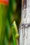 Gold Dust Day Gecko on Rainbow Bamboo
