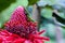 Gold dust day gecko on red torch ginger blossom in hawaii.