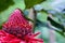 Gold dust day gecko on red torch ginger blossom in hawaii.