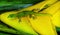 Gold Dust Day Gecko Yellow Lobster Claw Hawaii