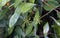 Gold-dust Dracaena flowers, Dracaena surculosa