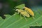 Gold dust weevils