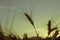 Gold ears of wheat close up on a background of sunset and a blur.