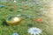 Gold egg in a meadow on a sunny day with flowers. Easter eggs on grass, lawn. Concept easter eggs hunt in sunday. Easter