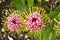 Gold Fever Protea pincushion flower