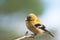 Gold finch clings to a branch