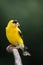 Gold Finch (Male)