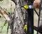 Gold finches on niger feeder