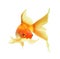 Gold fish