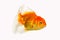 Gold fish