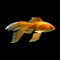 Gold fish. abstract polygon vector fish, gold, tail, animal, aquarium,