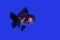 Gold fish Black Oranda