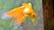 Gold fish (golden carp)