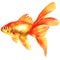 Gold fish. Isolated on the white