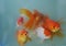 Gold fish: An ornamental fish kept in the aquarium for decoration.