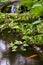 Gold Fish Pond at the Hawaii Tropical Botanical Garden,