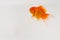 gold fish swimming white background orange silver