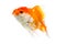 Gold fish on a white background : Clipping path
