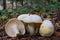 Gold flecked woodwax mushrooms