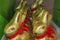 Gold foil covered chocolate bunnies with red bows around their necks sitting in a row in a green box for Easter
