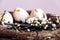 Gold foiled painted easter eggs in a nest, decorated with a cherry blossom branch