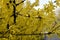 Gold forsythia