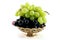 Gold fruit dish with grapes