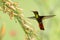 Gold gorget on Ruby Topaz hummingbird