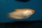 Gold gourami (Trichopodus trichopterus) aquarium fish