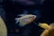 Gold gourami Trichopodus trichopterus. Freshwater aquarium fis