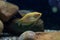 Gold gourami Trichopodus trichopterus. Freshwater aquarium fis