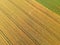 Gold grain fields with truck tracks, green meadow, aerial view from top