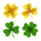 Gold and green clover leaves isolated on white background.St. Patrick Day shamrock and four-leafed traditional Irish