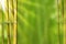 Gold Green stems bamboo and green abstract background