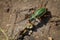 Gold ground beetles - food intake