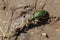 Gold ground beetles - food intake - macro