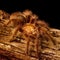 Gold Honduran Curlyhair Tarantula