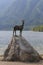 Gold Horned Chamois statue with Bohinj lake in background, Slovenia