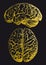 Gold human brain, vector illustration