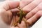 Gold Jesus Christ Cross In Palm Of Hands Close Up High Quality