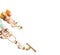 Gold jewerly braslete and earrings with semiprecious at white ba