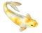 Gold Koi carp watercolor illustration. Japanese traditional Fish isolated on white background