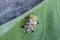 a gold ladybug on a grass leaf with focus selection